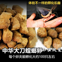  Chinese big knife mantis egg clip mantis seed Mantis egg live hatching mantis fertilized egg mulberry _蛸蛸蛸_ _蛸蛸蛸_ _蛸蛸蛸_ _ 桑蛸蛸_ _ 桑 活体蛸_