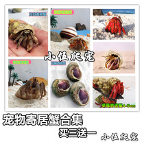 Pet Ornamental Shrimp Crabs Live Animals Lazy pet Crabs Terrestrial Oversized Strawberry Short-brained gray-white deep purple concave-footed Hermit Crabs