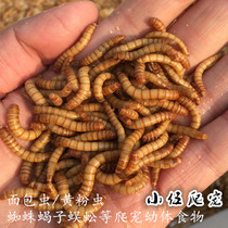 Bread Zooxanthellum Mealworm Spider Centipede Scorpion Chameleon maned lion Mantis and other live feed