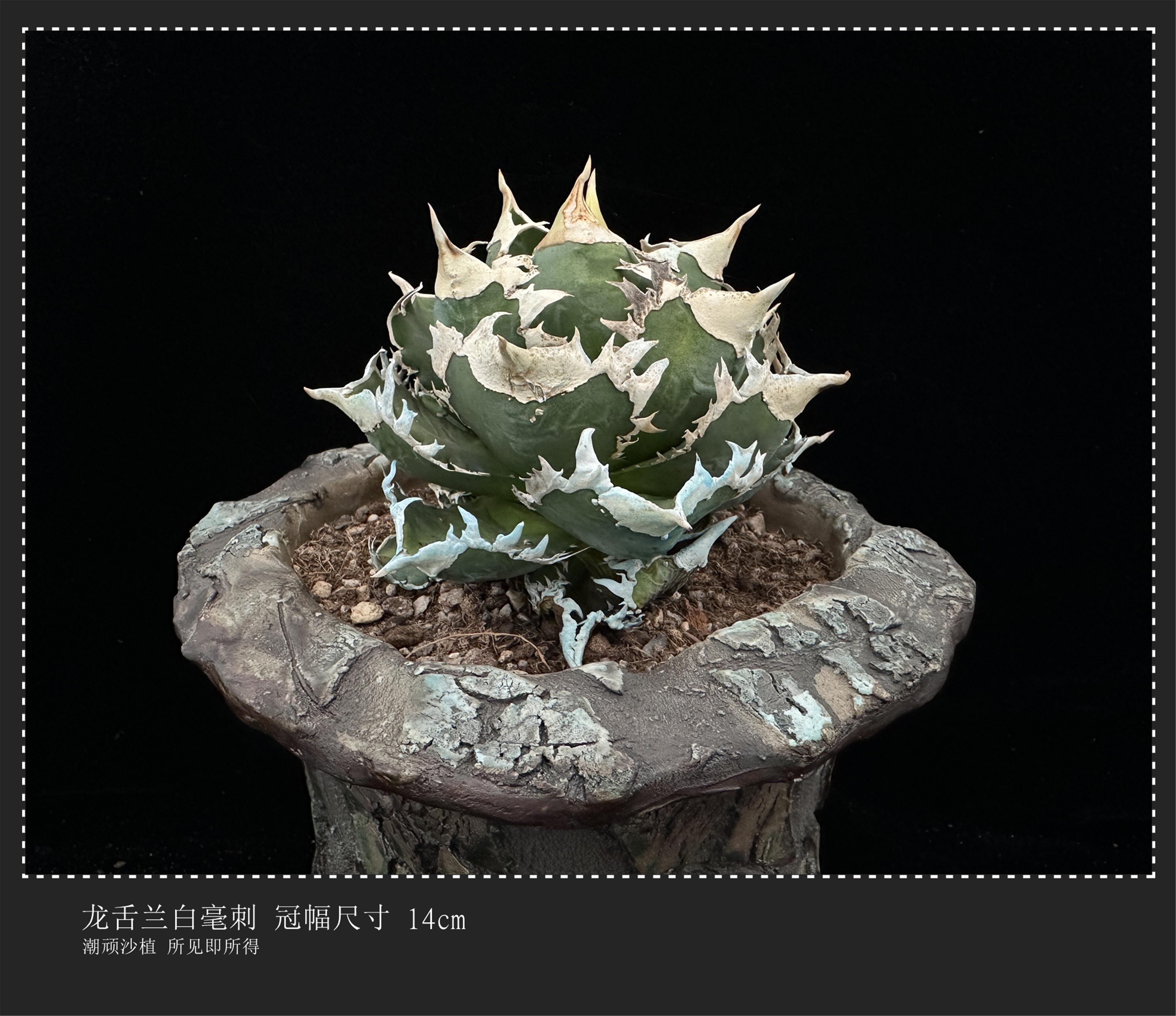 西龍白甕 西龍白甕