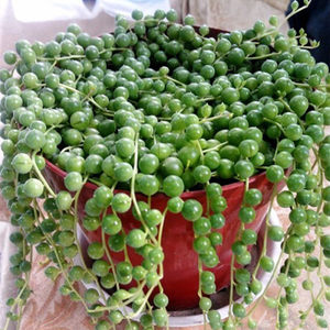 【长佛珠多肉植物价格】最新长佛珠多肉植物价