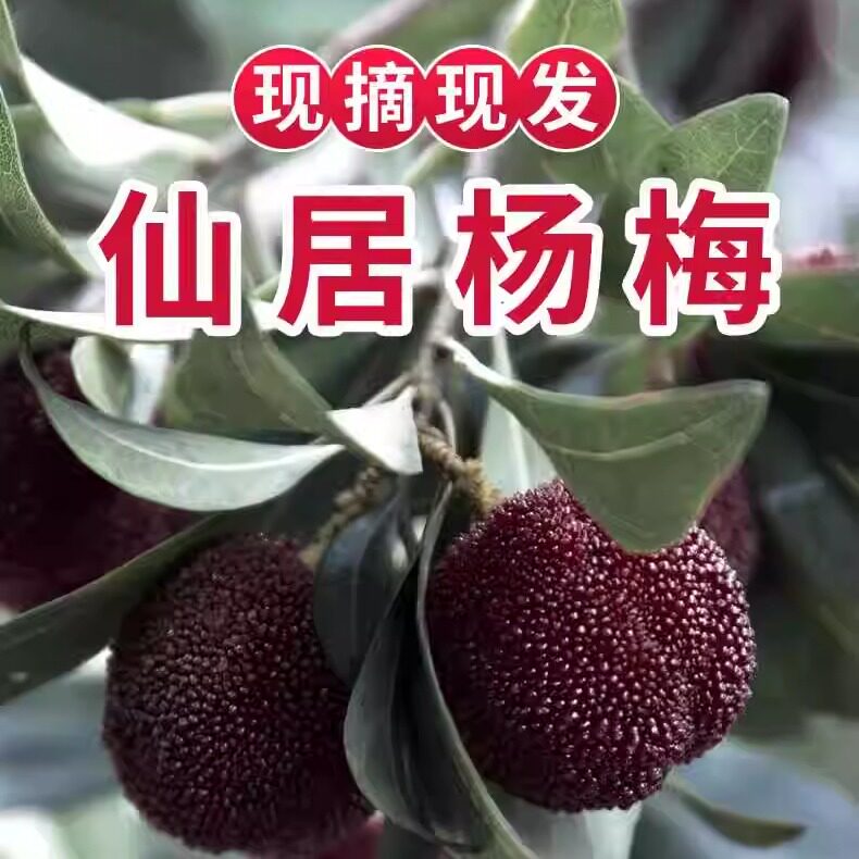 浙江仙居杨梅直销