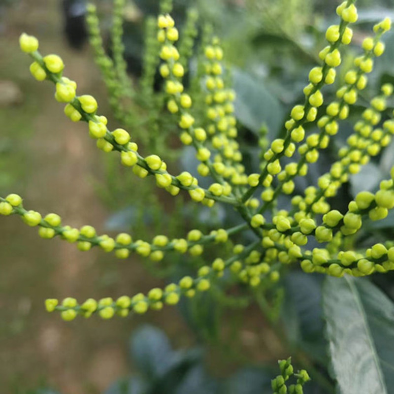 Qixing Tea Co., Ltd. Qixing Tea 125g