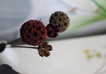 zakka flower arrangement dried flower soft decoration home art small fresh natural decoration art dried flower dried fruit Passepartout