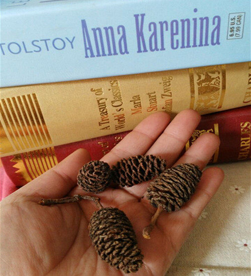 High-quality natural water poplar dry flower arrangement pine cone kindergarten handmade supplies retro home decoration shooting props