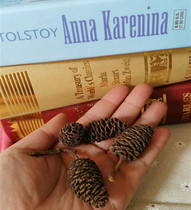 Quality Natural Salicyons Dried Flowers Flower Arrangement Pine Nuts Nursery Handmade Goods Retro Home Decoration Shooting Props