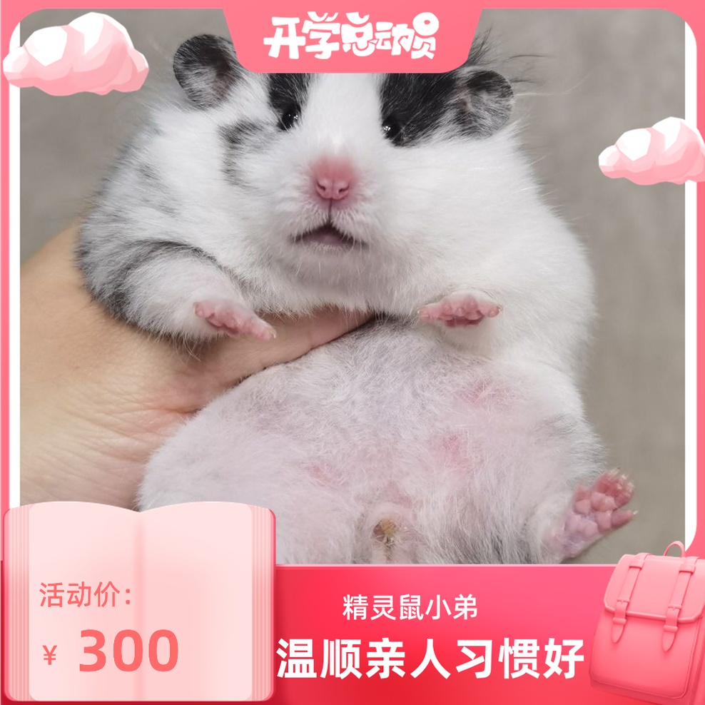 (Snow North Shannan) Conspicuated Symmetrical Eyeline Rain Spot Golden Silk Bear family Bears Rare Fur Relatives West Schbears