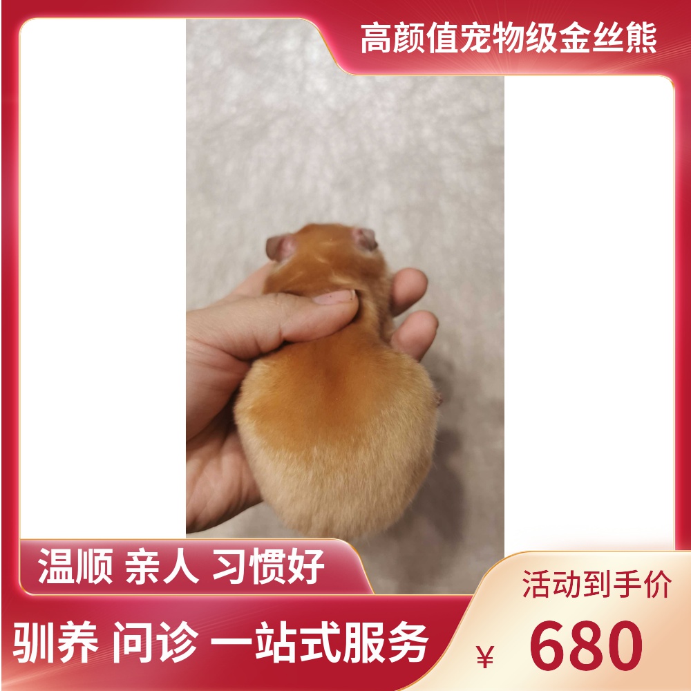 (Snow North Xiangnan)Face honey bear Domestic rare coat color Long-haired short-haired Golden Silk Bear Golden Silk Rat Shih Tzu Bear