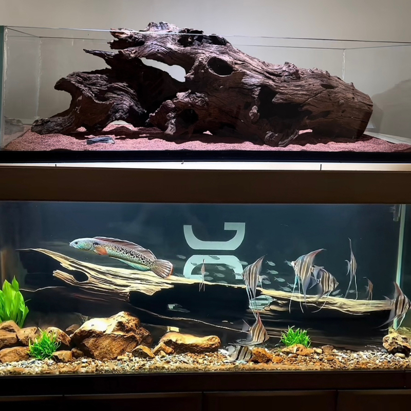 Forest-Style 80-150cm Premium Aquarium Landscaping Driftwood Tree Stump Arch Bridge Hollow Hideout South American Tree Stump Turtle Climbing