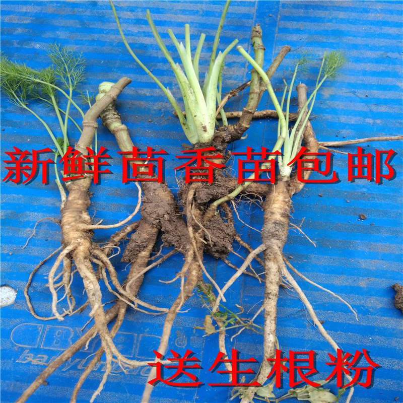 Fennel Fry fennel root fresh fennel root fennel seeds fragrant silk vegetables 2-3 years seedlings Miao-Taobao