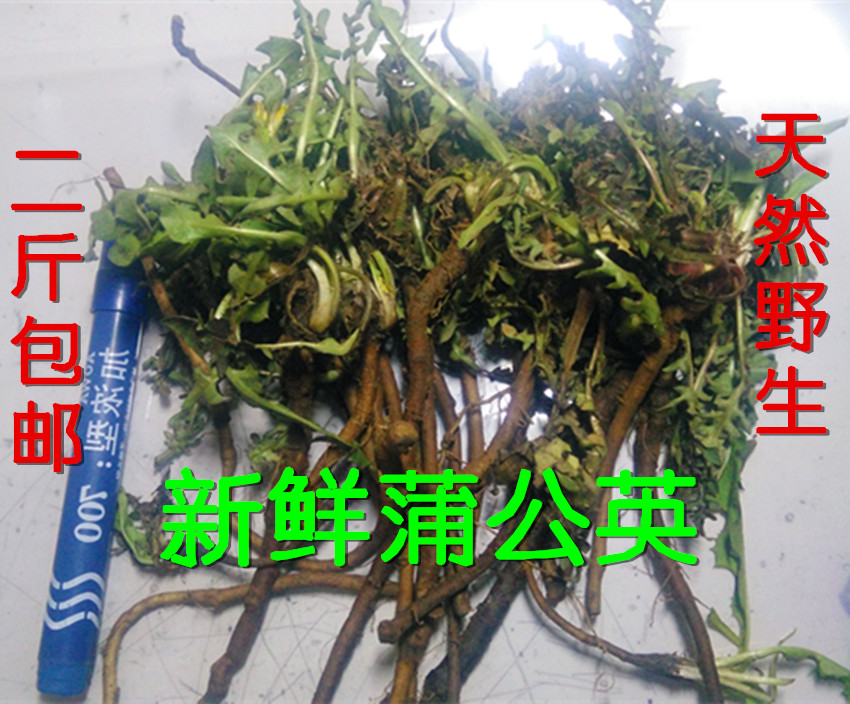 Promotion of wild fresh dandelion tea root yellow seedlings of yellow yellow seedlings 2 pieces of cool tea