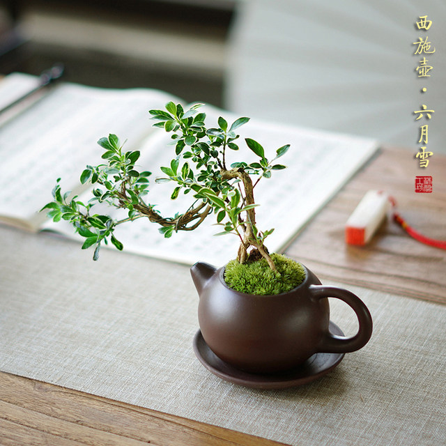 June snow purple sand pot potted plant Chinese desktop tea table mini bonsai desktop plant tea table indoor good green plants