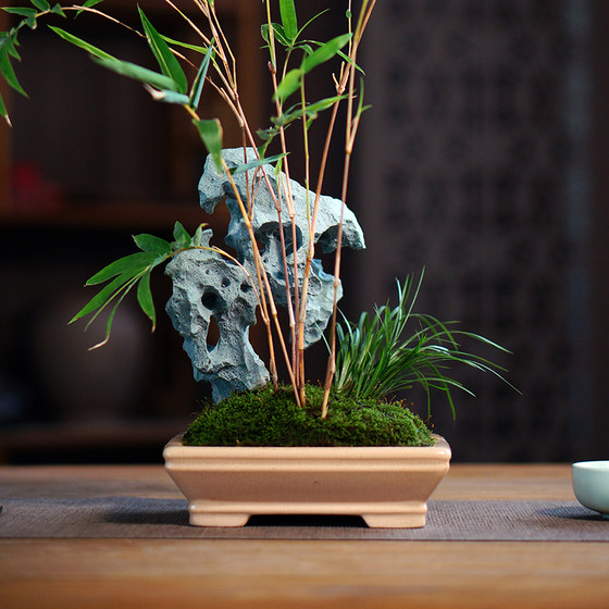Taihu stone red bamboo rockery bamboo bonsai desktop red Guanyin bamboo potted desk tea table Chinese study green plant