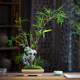 Taihu stone red bamboo rockery bamboo bonsai desktop red Guanyin bamboo potted desk tea table Chinese study green plant