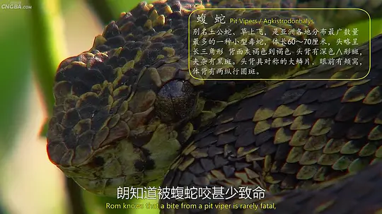 Asia's Deadliest Snakes2011剧照2