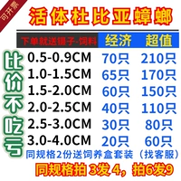 Rugdin Chicken Dubia Live Arols Lizard Feed