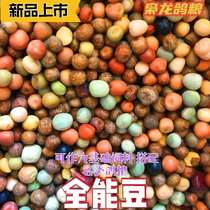 The Mighty Dragon Dove Grain Almighty Legume Baby Brace for the Young Pigeon brace for the small silkworm bean hymn and the pigeon racing pigeon racing pigeon 40 catfish for the young