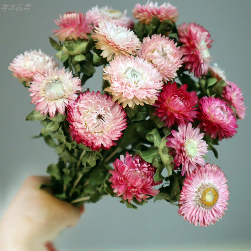 Yunnan dry flowers - dry natural mack - chrysanthemum red flower bouquet in dry flower vase decoration fittings