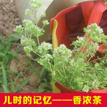 Sichuan Nanchong Wild Incense Burner Tea Fragrant Strong Tea AromaTic Dew Fragrant Ru Tea Fragrant Dragon Cage Tea Health Flower Tea 100g