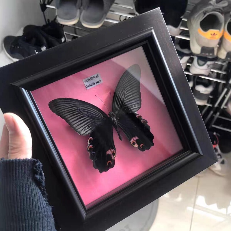 Butterfly Specimen, Real Butterfly, Birthday Gift, Home Decoration, Teaching Exhibition, Tabletop Display, Wall Decoration