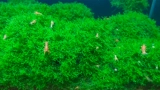 Коралловый мох водные пресноводные пресноводные пресноводные тусовые моса
