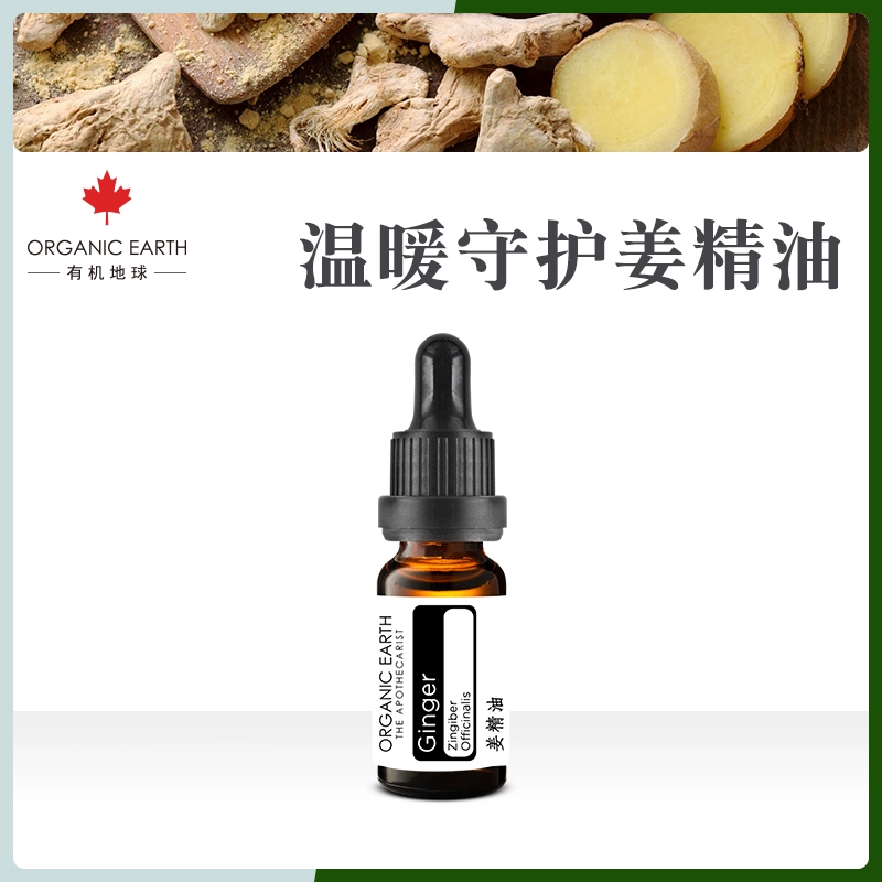 Organic Earth Ginger Essential Oil Massage Oil Moisture Repellent Cold Làm dịu chân Làm dịu cơ bắp Đau nhức Tinh dầu duy nhất - Tinh dầu điều trị