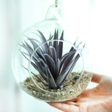 Симуляция сочного растения детского сада для кольца