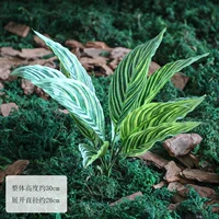 Листья магнолии одиночные, полосатые.