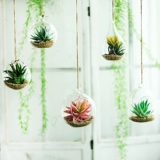 Симуляция сочного растения детского сада для кольца