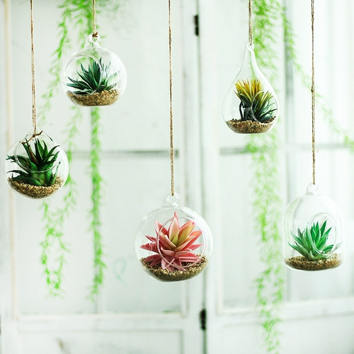 Симуляция сочного растения детского сада для кольца