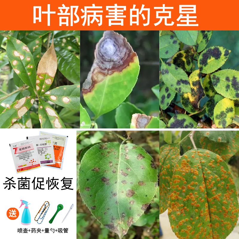 Plant universal fungicide hydrangea rose anther white powder black spot rose rose leaf spot clematis wilt