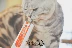 Gia đình tôi nhỏ thú cưng kem đỏ dinh dưỡng chó 120g mèo Jin Mao Teddy sản phẩm dinh dưỡng chó mèo con chó con chăm sóc sức khỏe thú cưng