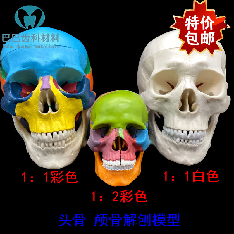 Dental Oral Model 1:1 Detachable Head Model Medical Art Color Skull Skull