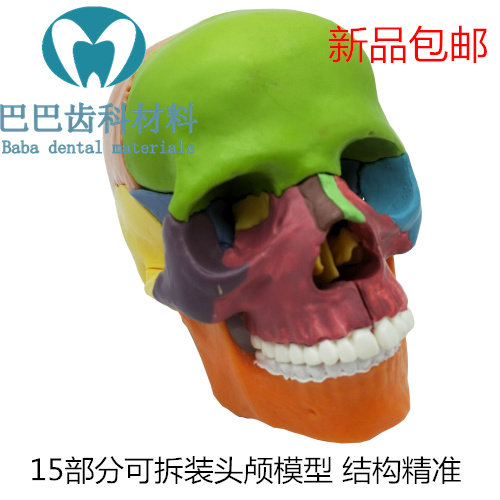 Oral color skull model dental clinic teaching removable 15-part skull demolition skull model