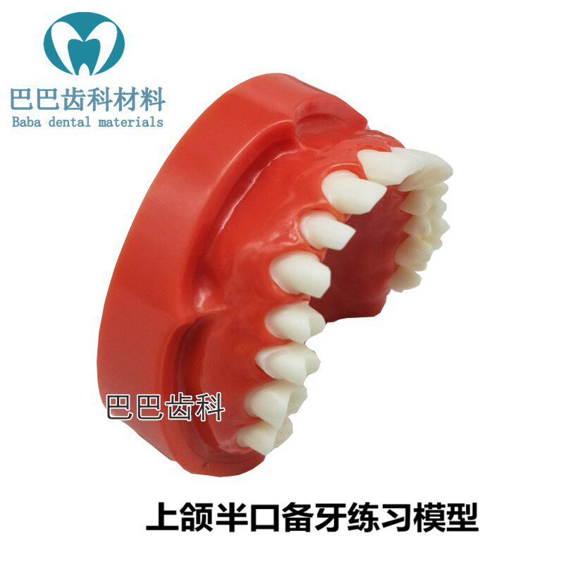 Dental Oral Preparation Model Oral Practice Half Mouth Porcelain Preparation Demonstration Model 8027