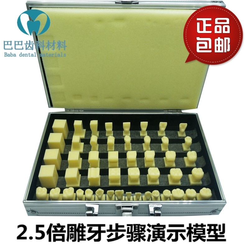 Dental Oral Section Students teaching aids to practice teeth engraving 2 5 times sculpted tooth step presentation model molds