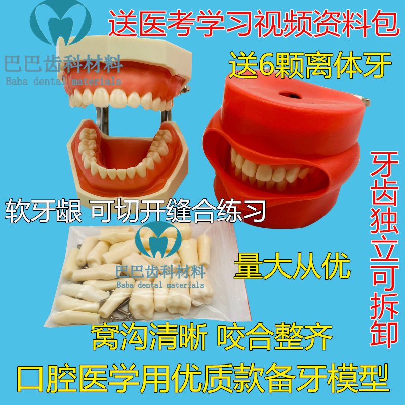 Dental Oral Preparation Model Exam Students Practice Preparing Cove Insert Crown Removable Tooth Open Medullary Gums
