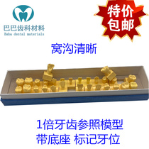 Oral teaching model 1 times tooth with base with tooth position tooth engraving tooth reference model