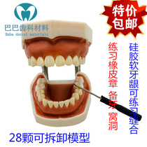 Dental preparation model test practice preparation of nest inlay Crown removable teeth row gingival delivery 6 tooth grains