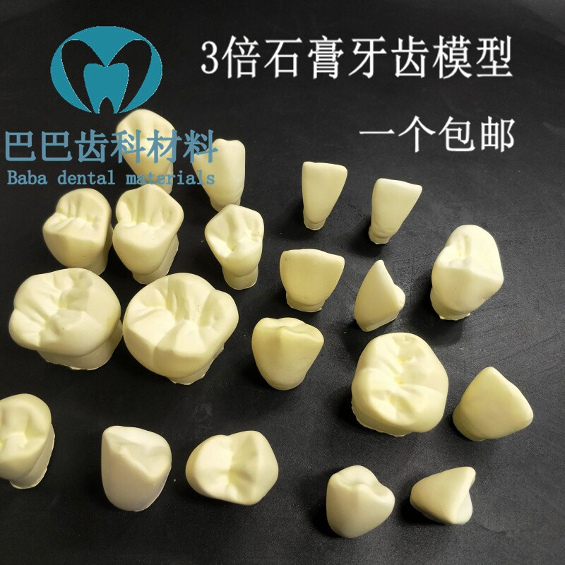 Dental oral teaching carved teeth 3 times plaster model dental model abrasive teaching aids one