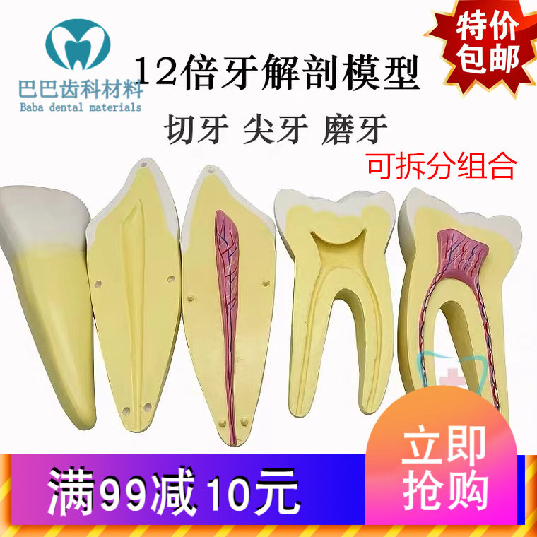Dental 12 times tooth anatomy can be disassembled and decomposed, pulp, nerve, tooth model teaching aids, incisors, canines, molars