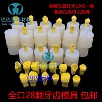 Dental 2 times gypsum tooth die freely usable plaster dental oral 28 teeth mold single