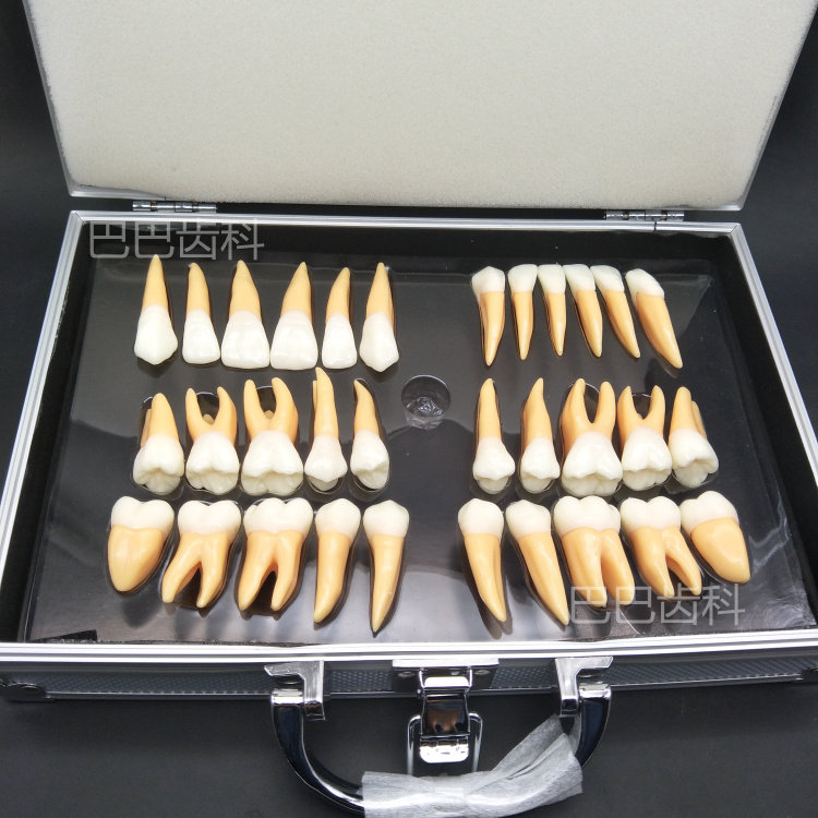 Dental 2 5 times constant tooth model standard bicolor solid dentistry doctor-patient communication oral teaching model 