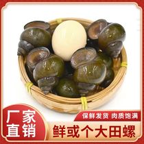 Hubei extra-large field snail fresh shipps f