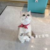 Круг видов кошек и кошек Знание и уши с ветряными ушами кошка Кот Тотальный прозрачный кот Барьер Плата