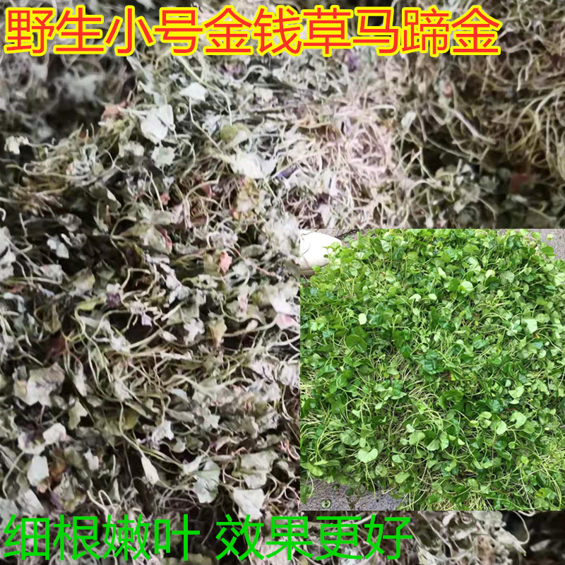 Fish front grass Zhengzong natural small leaf gold money grass sundry Chinese herbal medicine fish navel herbal tea soluble stone grass horse hoof gold 500g
