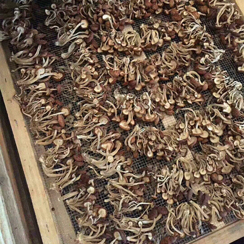 Fujian farmhouse new mushroom tea tree mushroom dried goods edible mushroom mushroom tea mushroom cover tender handle crisp mushroom bud 500 grams