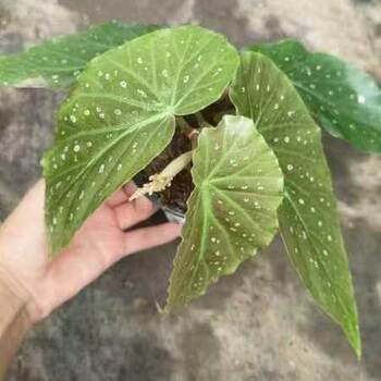 White waterfall begonia bamboo joint balcony outdoor indoor living room desktop green plants potted plants flower viewing plants