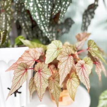 Begonia bamboo joint balcony outdoor indoor living room desktop green plants potted plants foliage viewing plants