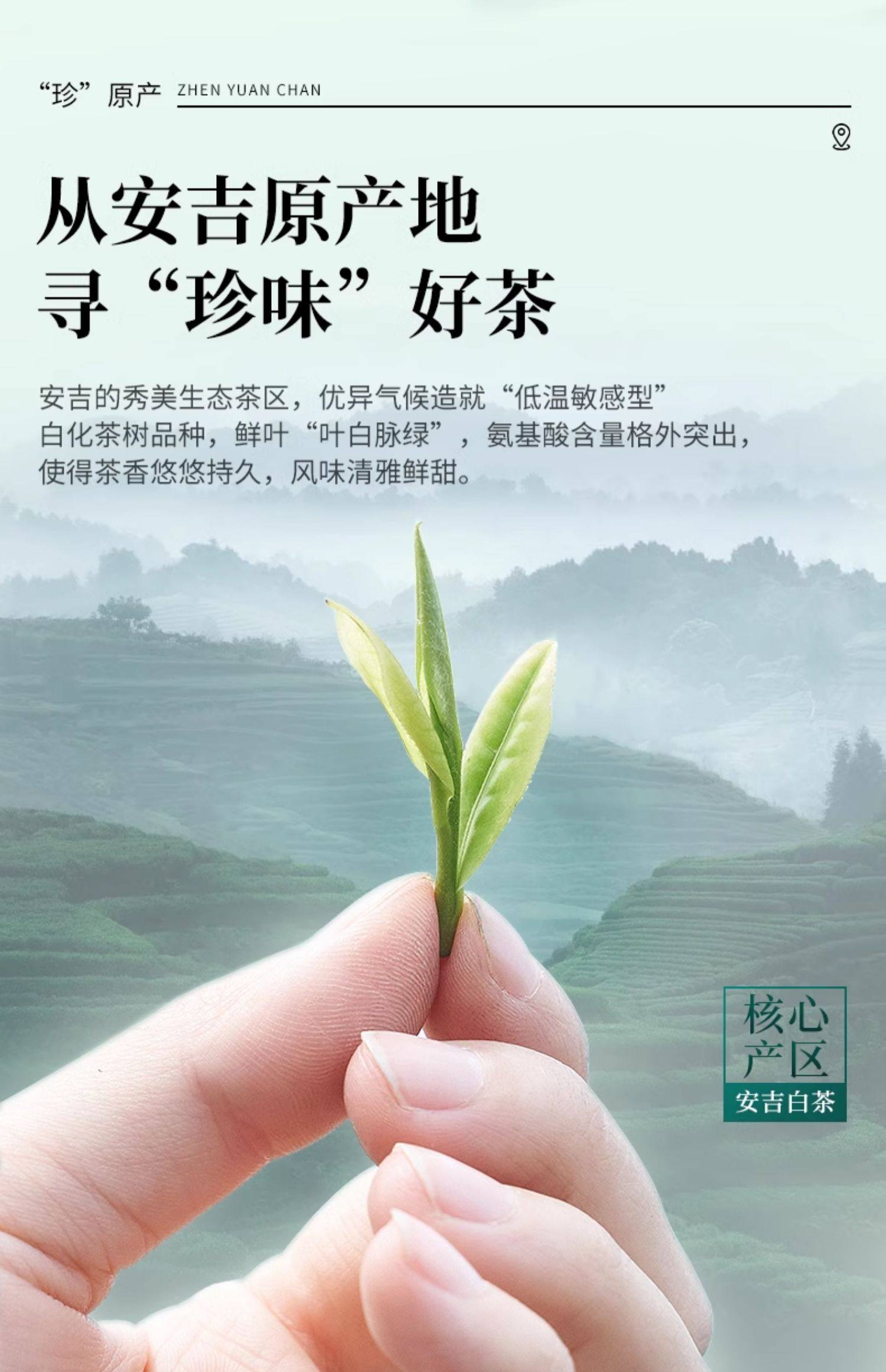 【中国直邮】 狮峰茶叶 2025新茶安吉珍鲜安吉白茶 明前特级白茶叶口粮珍稀绿茶春茶 100g/包